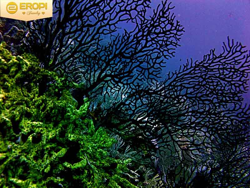 Hình ảnh cây san hô đen dưới đáy đại dương.