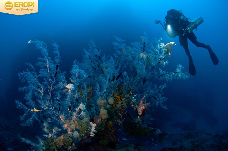 San hô đen ở độ sâu 50 -80m, việc tìm kiếm sẽ gặp chút kho khăn.