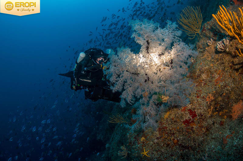 Do nằm dưới mặt nước biển từ 50 -80 m, nên việc săn tìm san hô đen vô cùng nguy hiểm.